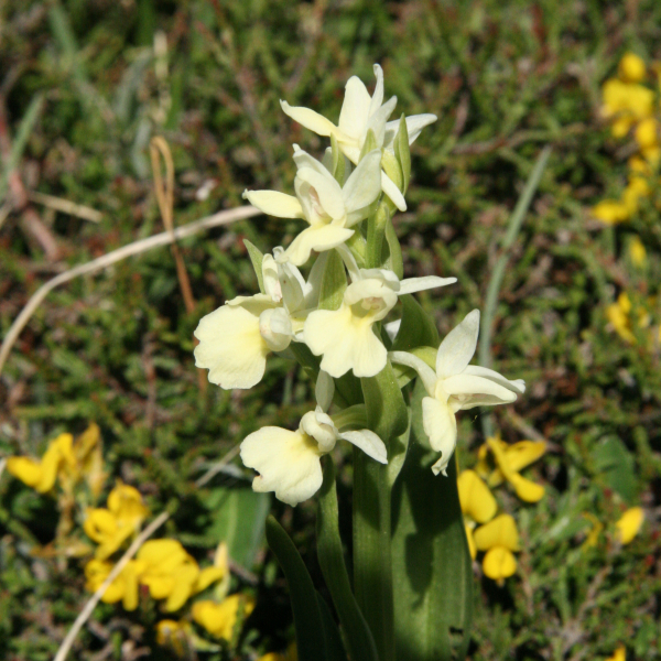 Dactylorhiza insularis